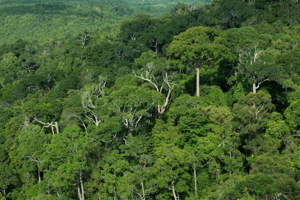 Rainforest jungle background, Thailand Rainforest jungle background, Thailand