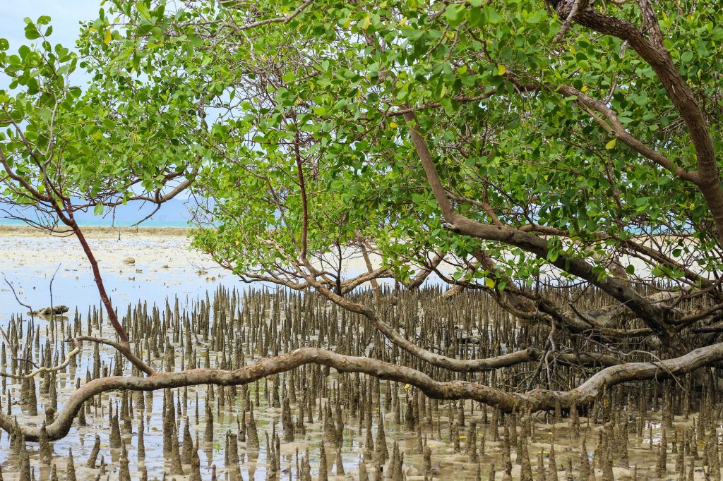 Wild nature of Thailand Wild nature of Thailand