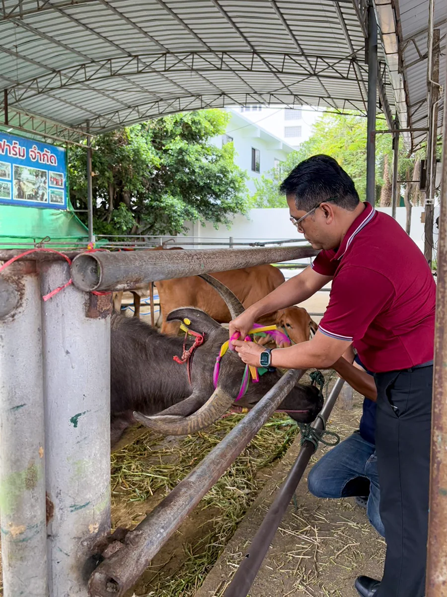 Redeeming the lives of cows and buffaloes
